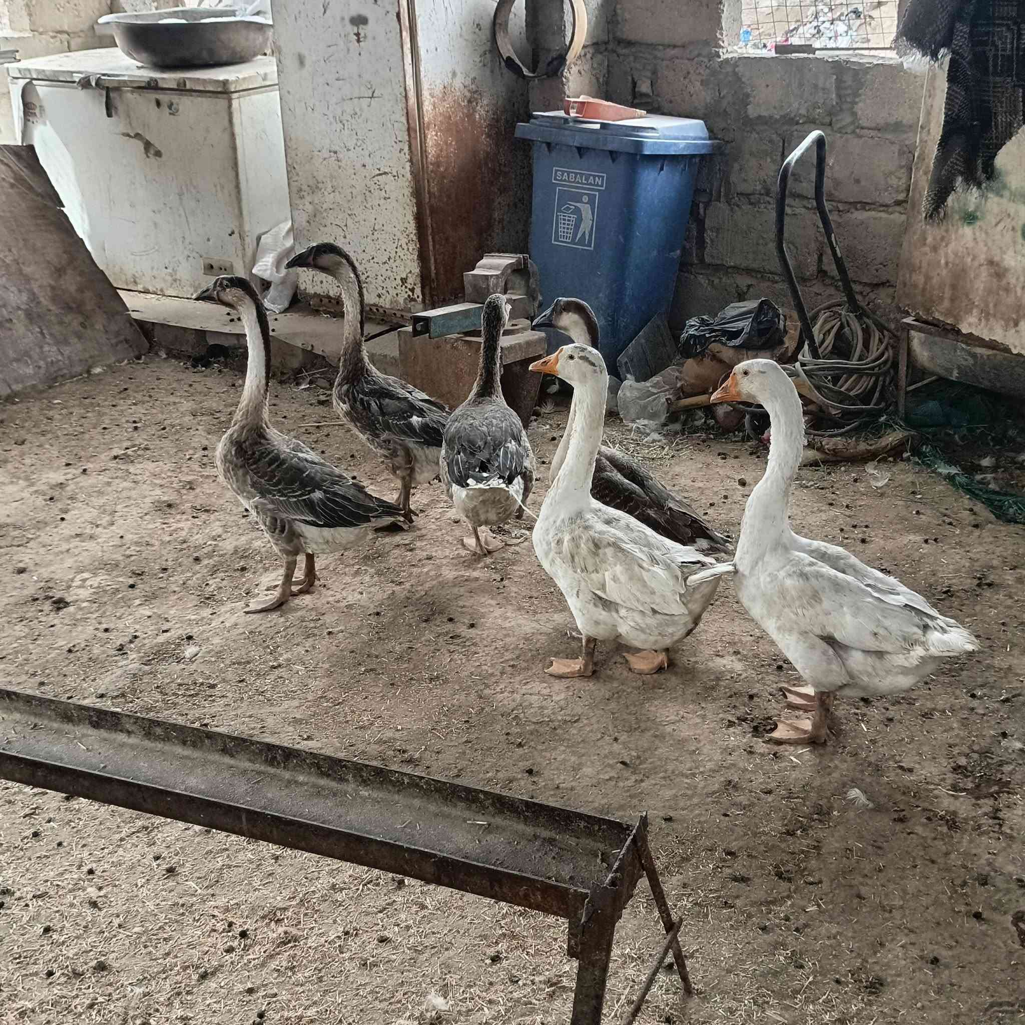 قازات كوبرا للبيع اكو قاز واحد بس عادي ***********
