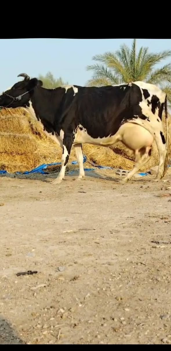 يا الله صلي عل حبيب محمد دابه رقم واحد مالت جناي
 مال عايله فريزيه درجه والى رقم واحد وراها بجر تلقيح اصل وبيها حليب🥛ودسامه خير من الله تحلب وكتين 15 كيلوو مشروطه على كل عيب السعر 2750 مالت بيت المكان بابل ناحيه الشوملي اللاستفسار ***********.. ***********
