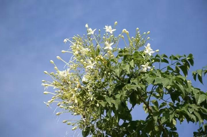 🌿 السلام عليكم ورحمة الله وبركاته 🌿
أهلًا وسهلًا بأحلى متابعين 🌸💚

🌱   توفرت شجرة ملنجتونيا العطرية
✨ إذا تحبون الأشجار اللي تجمع بين الجمال والرائحة العطرة… فهذي الشجرة تستحق اهتمامكم! 😍🌿
وبسعر ١٢ الف
🌿العنوان / بابل المحاويل 
🌿للحجز والاستفسار يرجى مراسله الصفحه او واتساب ***********
🌿 يتوفر لدينا خدمه توصيل لجميع محافظات العراق 🚛 

الاسم النباتي: ميلينجتونيا هورتنسيس
الاسماء الشائعه ..شجرة الياسمين أو شجرة الفلين الهندية، وهي شجرة عطرية فواحة جدا من اجمل الاشجار 🌳🌳التي تزينت بها 🌾دبي وكل الامارات العربية المتحدة حديثا و العديد من دول الخليج و غيرها لقوة تحملها للظروف القاسيه وهي شجرة بيئية جميلة سبقنا اليها الكثير فهي ناجحة في كل الدول المحيطة بِنَا دخلت إلينا عن طريق البذور ونتمنى ان تحرص المشاتل على استنباتها لجمالها ورائحتها العبقة الجميلة ولمنافعها الطبية الهائلة وفائدتها الاقتصادية فهي تدخل بصناعة العطور ولقدرتها على تحمل المناخ القاسي...
موطنها:  آسيا وجنوب شرق آسيا.
رعايتها: هي شجرة سهلة العناية.  يجب أن تكون التربة جيدة التصريف وخصبة أيضًا.  فيما يتعلق بالتغذية ، كما أنها تتحمل الملوحة🥴🥴 ويمكن تقليمها بسهولة. من الأفضل دائمًا إبقاء التربة رطبة قليلاً💦💦.

نص مكتوب في الصور:
- PHOTO: TUEANG
- ชื่อ : Millingtonia hortensis L. f. mydokhome.com