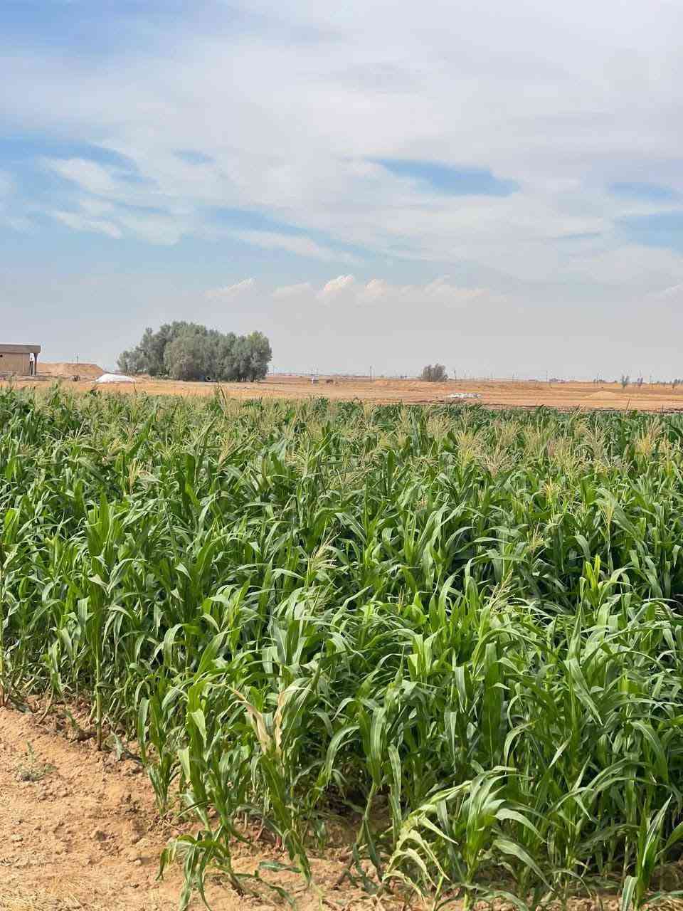 أذرة حشيش • جلام البوعجيل • ارتفاع ٢م