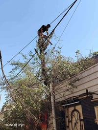 قطع أشجار • قطع نخيل • الكرخ والرصافة