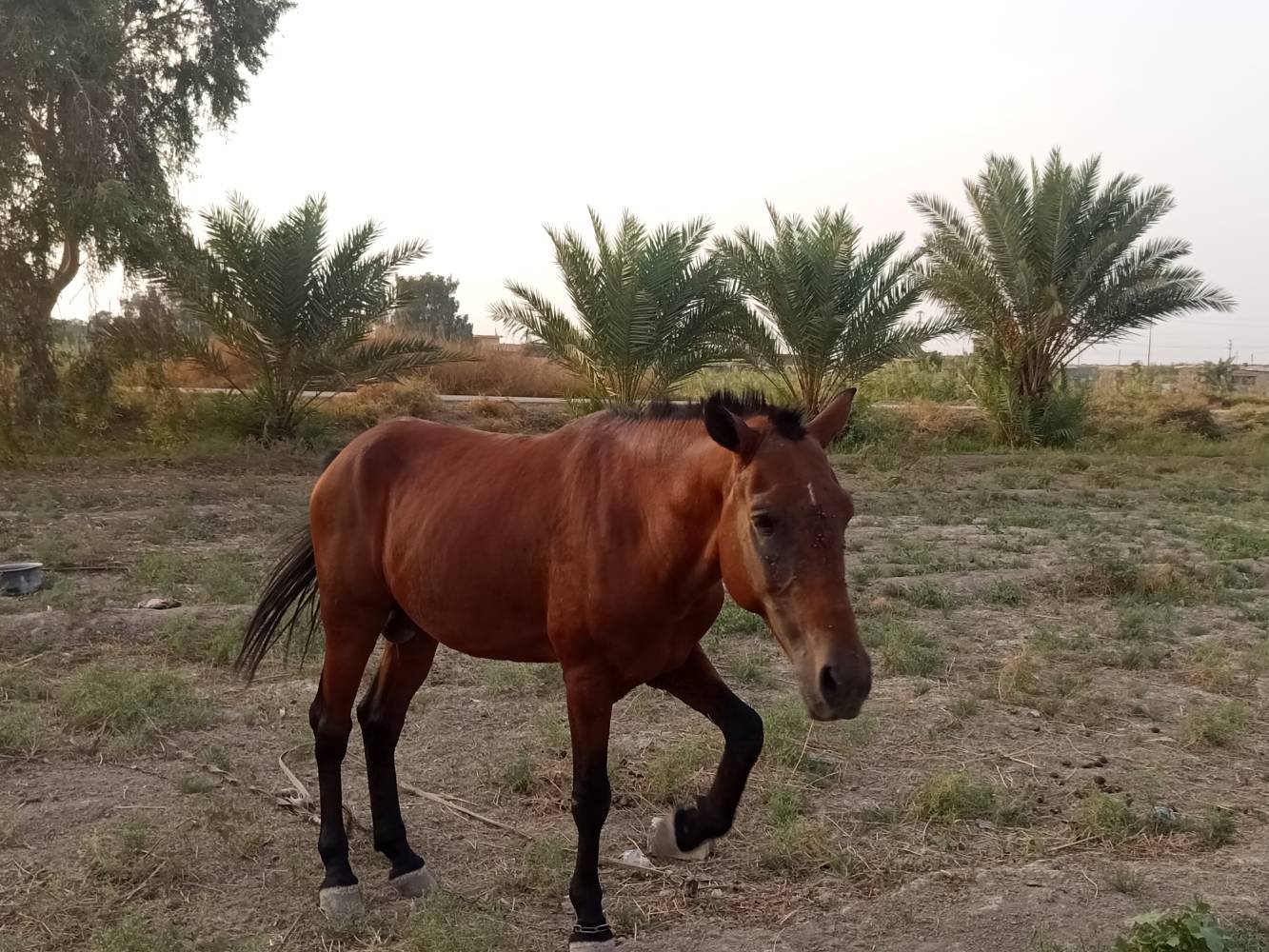 حصان • ذكر • أكو مجال