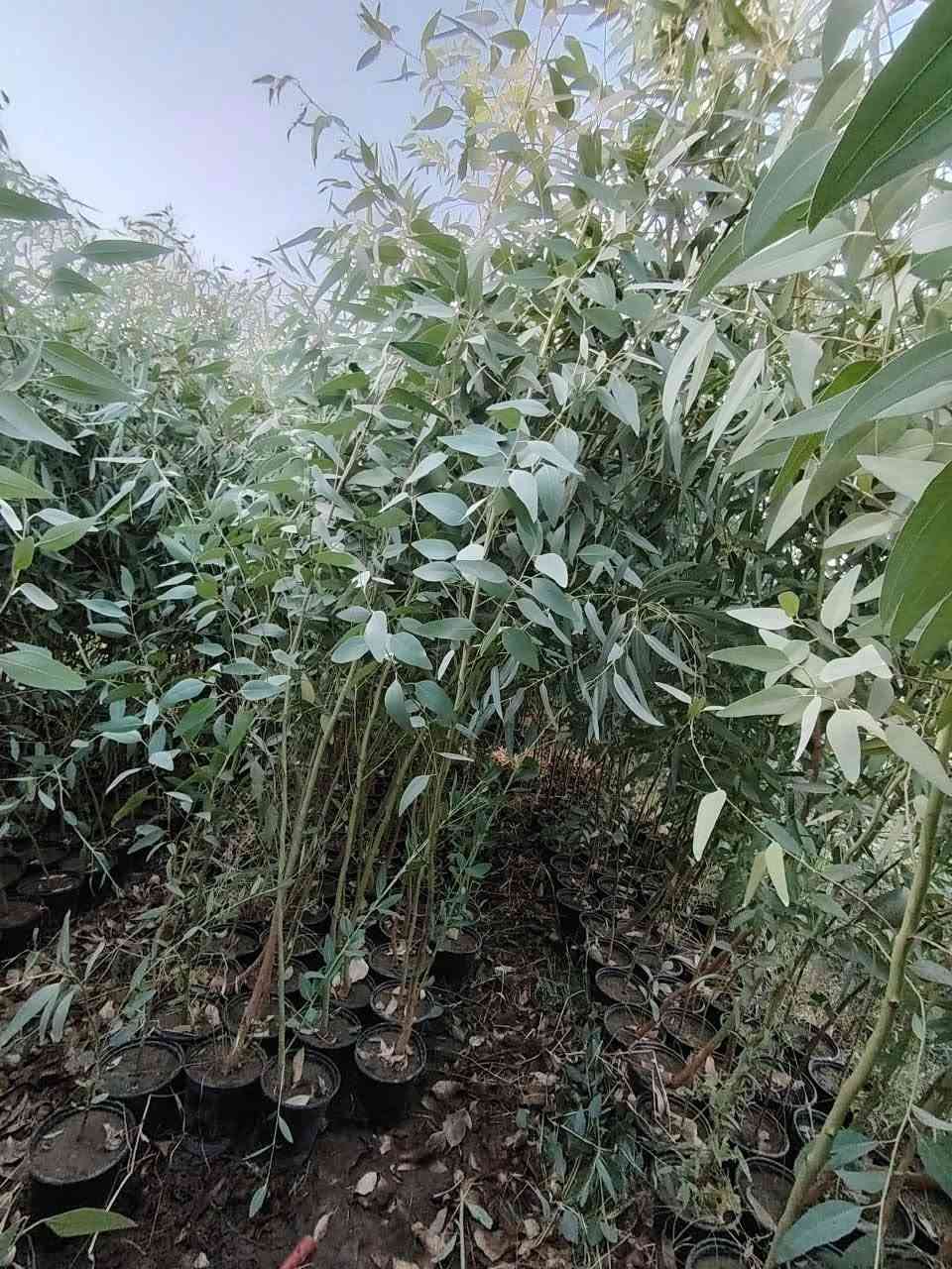 عنب حايل • قلم طوز • زيتون خستاوي