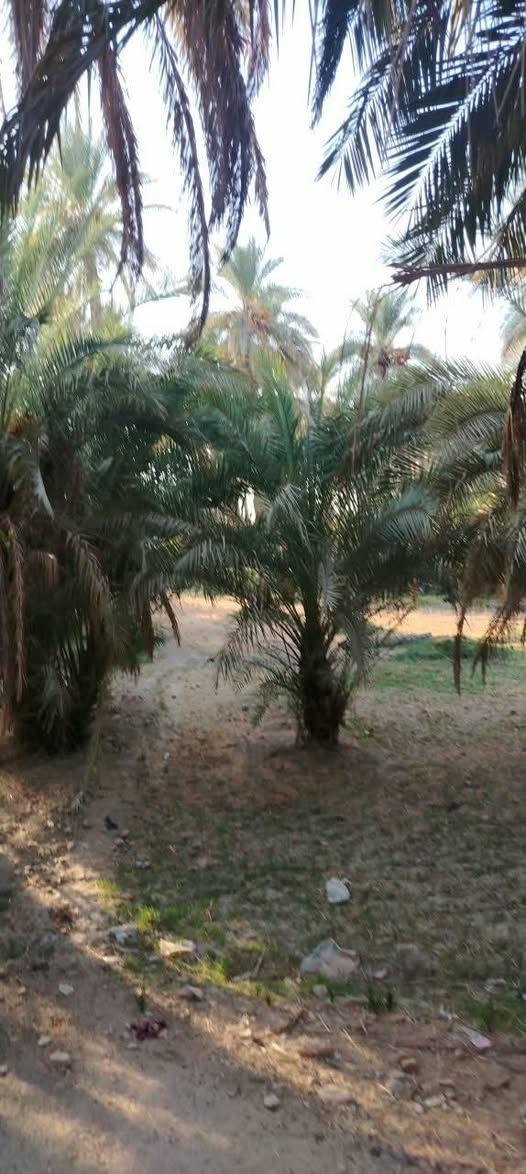 أرض زراعية للبيع طابوا زراعي ١٥ دونم
تقع على نهر الفرات شط الكوفة تبعد عن الكوفة حولي ٥كيلوا 
تحتوي على ٢٠٠ نخلة متنوعة وثلاث بيوت صب كونكريت جاهزات للسكن واستقبال ١١في ٥ توجد مدارس ابتدائية:و متوسطة ومستوصف  للتواصل لاتصال على هذا الرقم ***********

