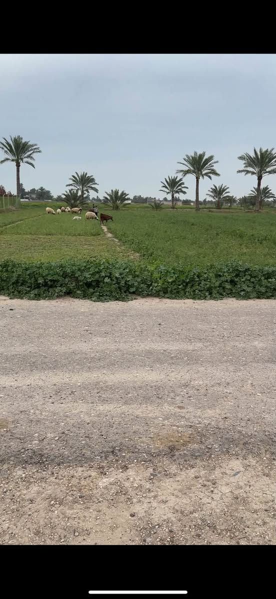 دونم للبيع  سند ٢٥ _ ابو غريب- حميد شعبان 
 خدماته : ماء كهرباء تبليط
الواجهة: 33.4 متر 
النزال: ٧٥ متر 
*********** 
*********** بي واتساب
