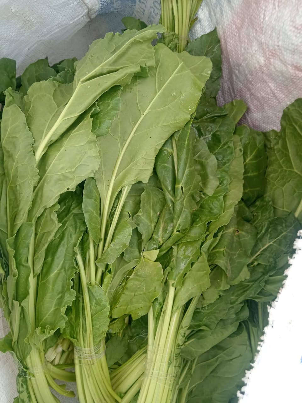 خضروات وفواكه • طازجة • شارع 20