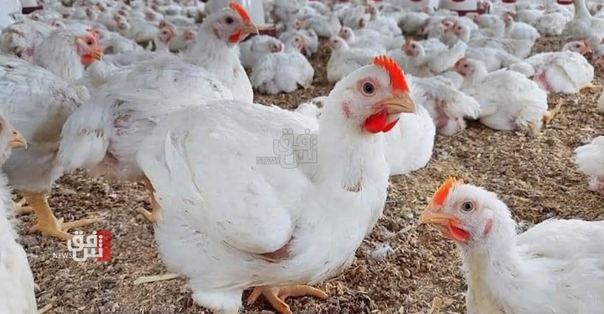 دجاج طازج • تنظيف مجاني • اسديرة عليا