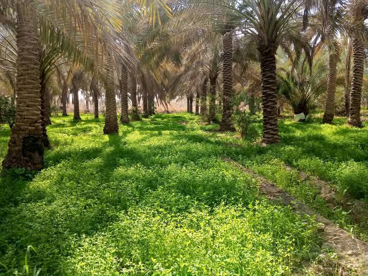 بستان 12دونم طابو صرف ملك 
للاستفسار ***********