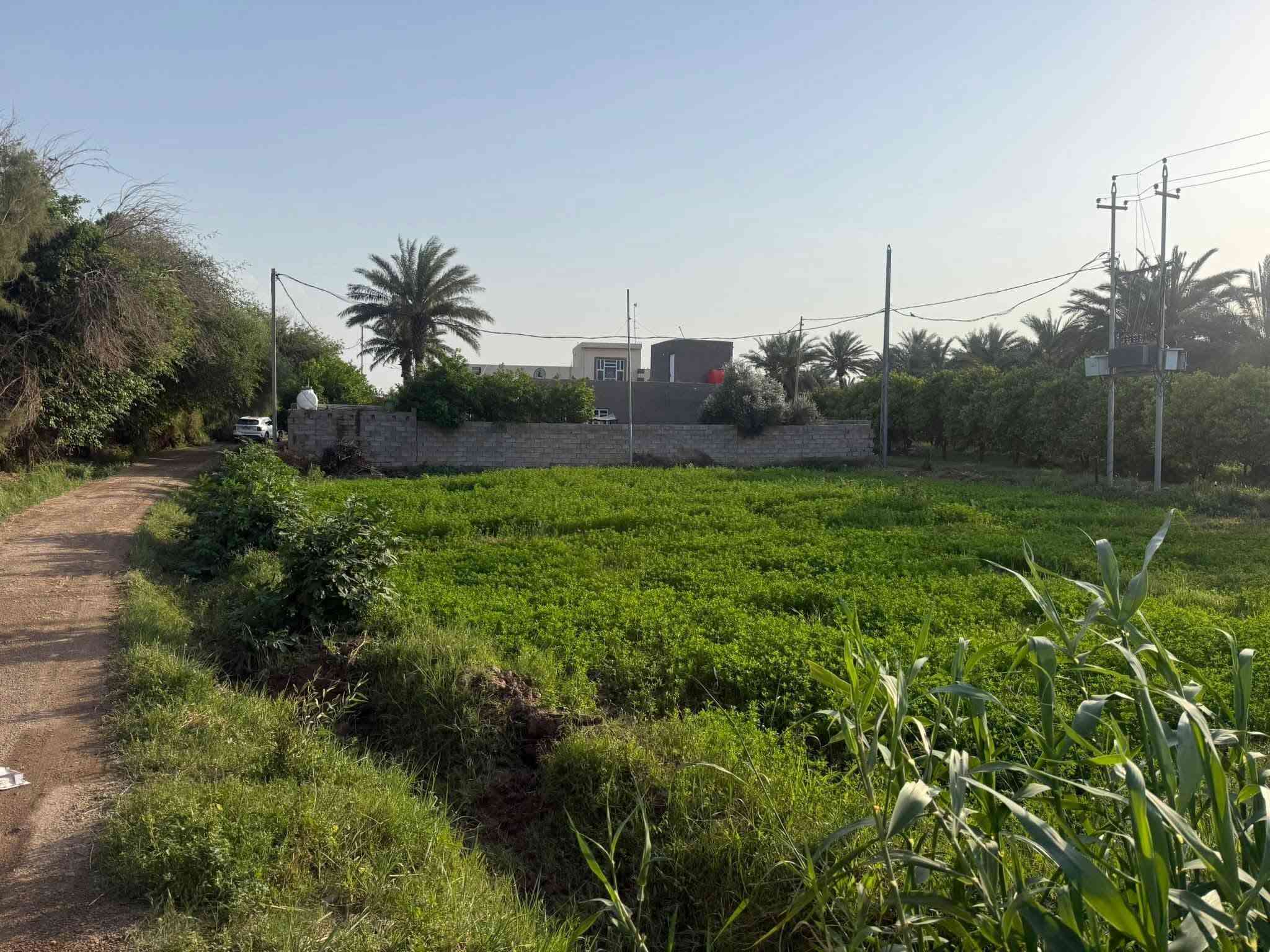 كاع طابو زراعي سند 25 بسمي شرط التحويل)(في واسط - قضاء - الزبيدية )
تبعد عن مركز المدينة -وعن( سيطرة السدة تقريباً ٤٠٠ م) محاديه لنهر دجله 

(( طريق سدة الجدول )) 

مساحة ١٨ دونم - وجه 28 م
 (بيهة خمسه ٥ بيوت )
ملاحضة؟ . البيوت تباع من ضمن الدوانم وذا تجزئه لا حسب التفاق))

(( طريق رسمي - حصة مائية + ماطور - كهرباء
تبليط - مستصلحة مزروعة - (( تحويل مباشر ))
((( محولة كهرباء خاصة في الكاع )))

(( تباع كاملة أو تجزئة دوانم ))
(( كما موضح في الفيديو ))

للاستفسار - *********** )) 
((واسط - قضاء - الزبيدية  ))

نص مكتوب في الصور:
- realme Shot on realme 9i ١٢:٢٠٠٩ -٠٤.٢٠٢٦