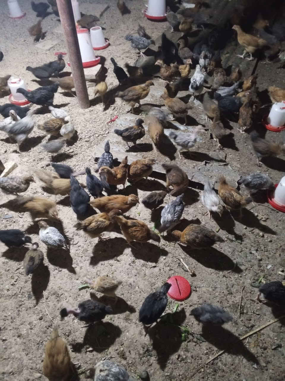 فروخ عرب اصلي العمر 47 يوم كلهن ديوكه العدد 200 فرخ المكان الشرقاط ***********
