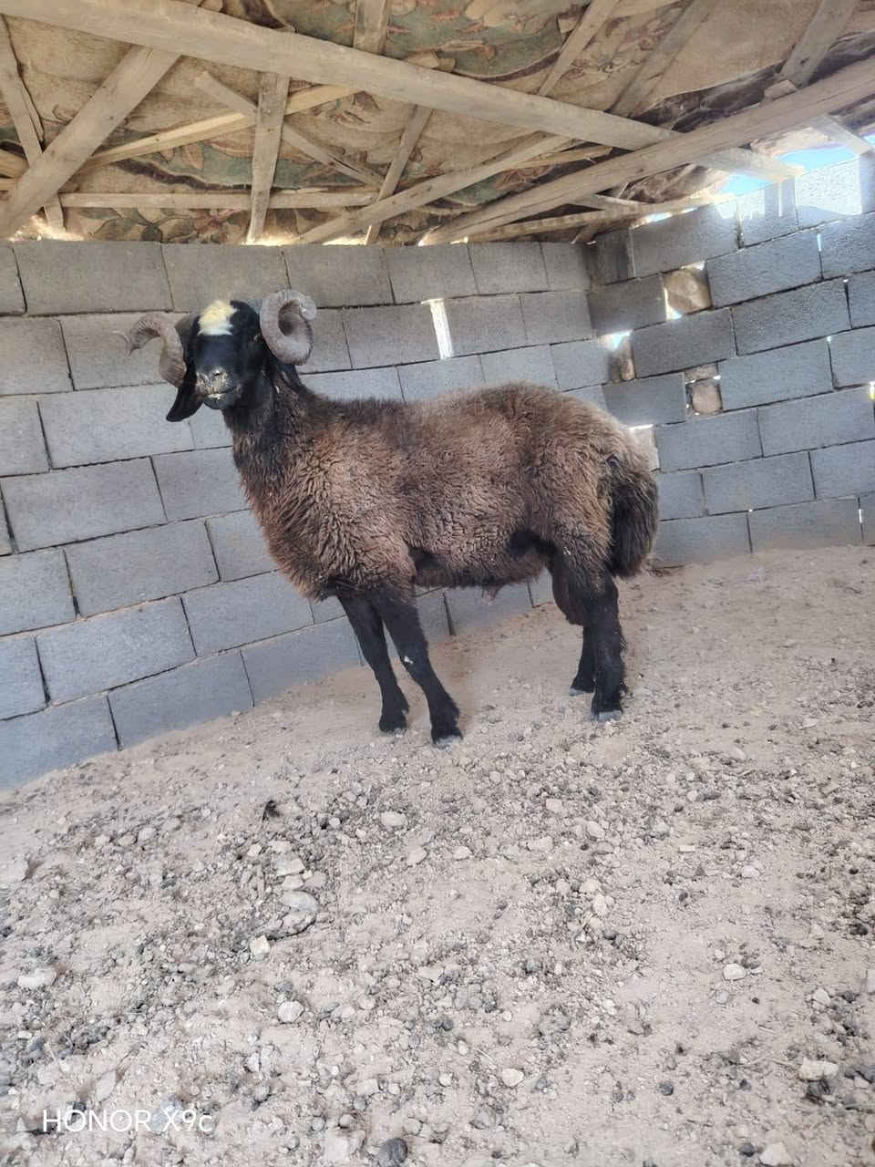 بسم الله تبارك الرحمن ♥
اخوان ماشالله متاح فحل اسود اغر شرط لفحوليه هدد و كضب مبدل 4 سنون فحل خشان وطول فول نصاح شرط سعره 735 مكان الانبار حديثه وتوصيل موجود جميع محافضات العراق حسب لاتفاق الشراي يتصل وبي خير ويدلل *********** وبي واتساب

نص مكتوب في الصور:
- HONOR X9c