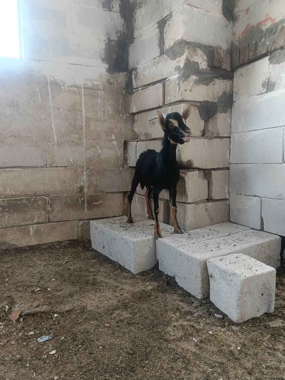 فحل • قزم • بصرة