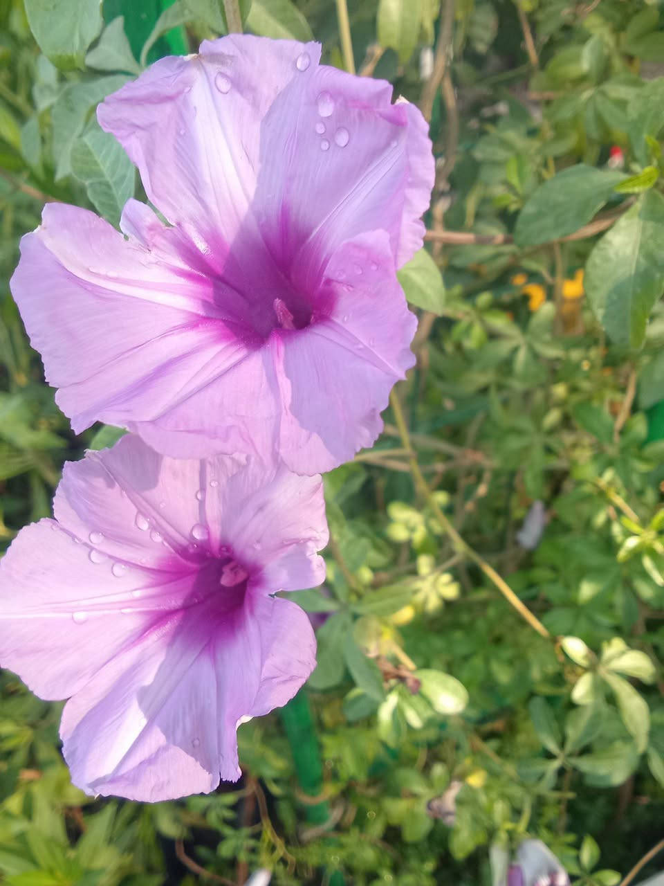 ست الحسن متسلق ب٥
التوصيل داخل بغداد فقط
للطلب*********** واتساب
