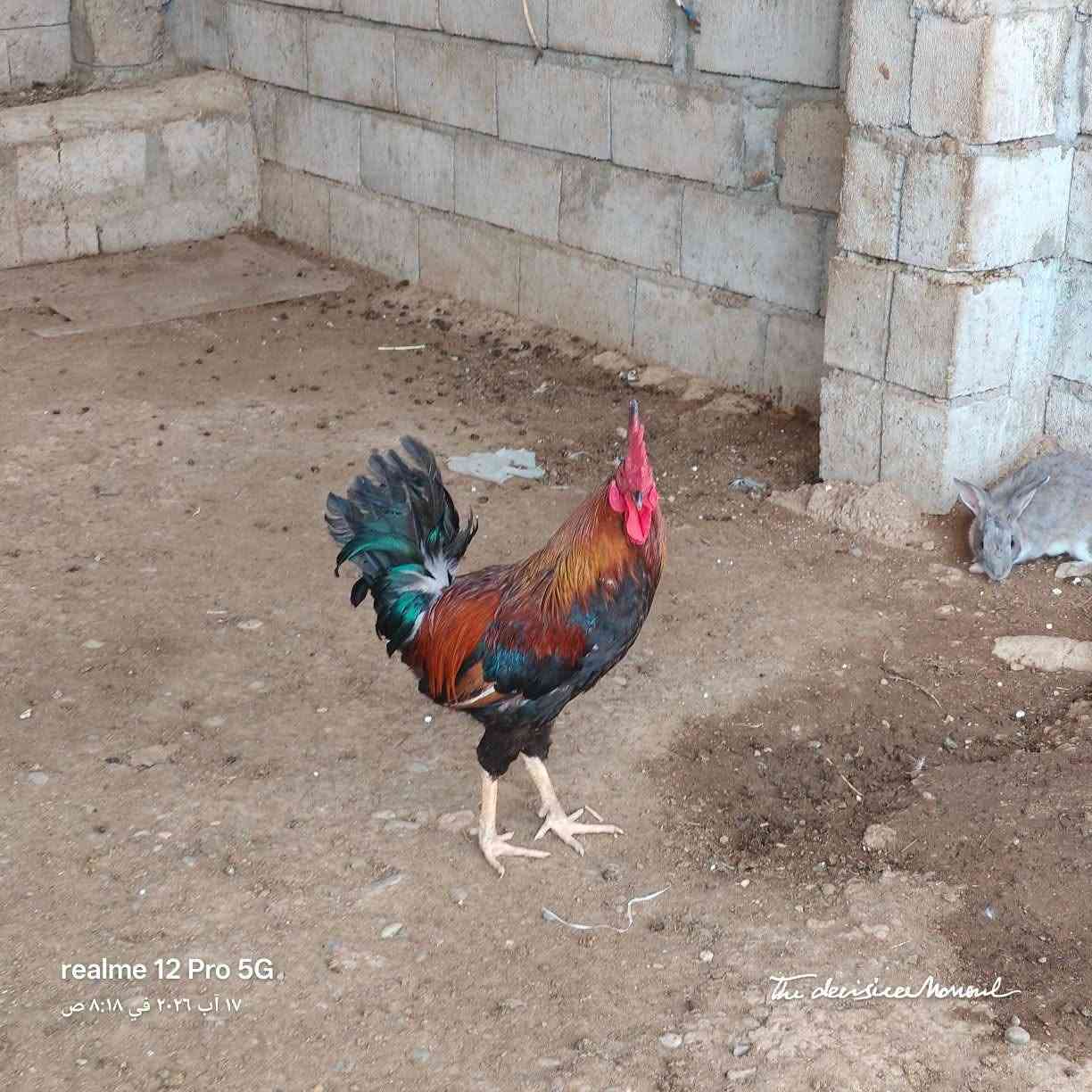 للبيع 
***********
