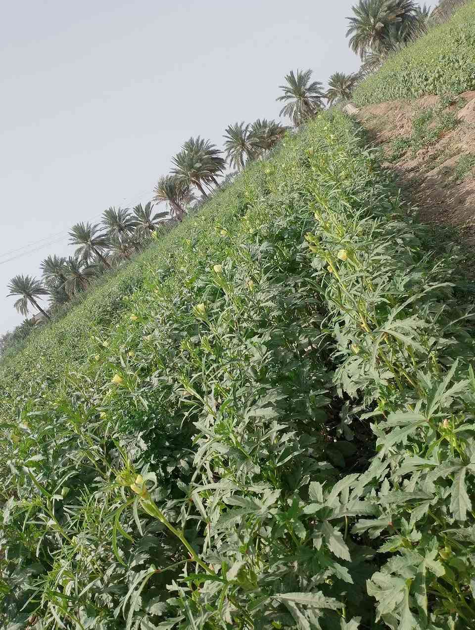 بذور بانيه الهلوبه درجه والئ متعهده المكان بابل جبله رشايد فرع السادس ***********
