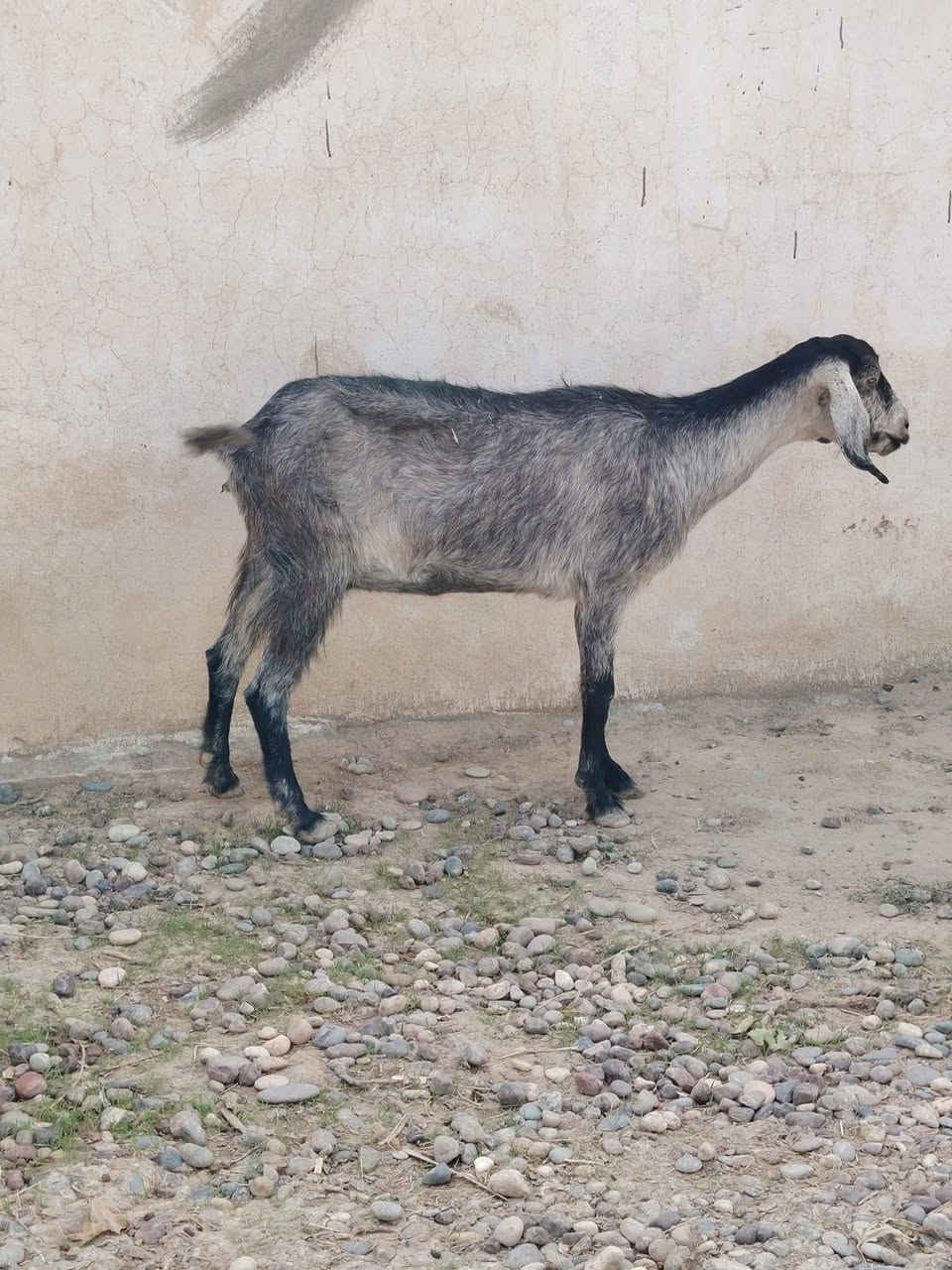 معز • ٤ حبات • الشرقاط