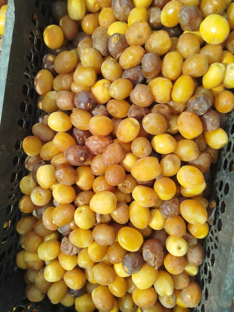 برحي • بريم ناشف • بغداد