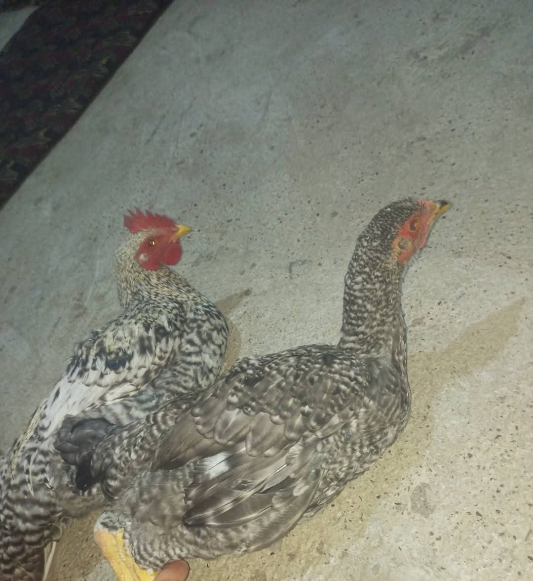 جوز دجاج • نوادر • عماليق