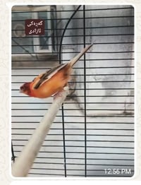 ضايع • مارکێتی لارا • گەڕەکی ئازادی