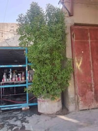 سندانه • دفله • ٤م