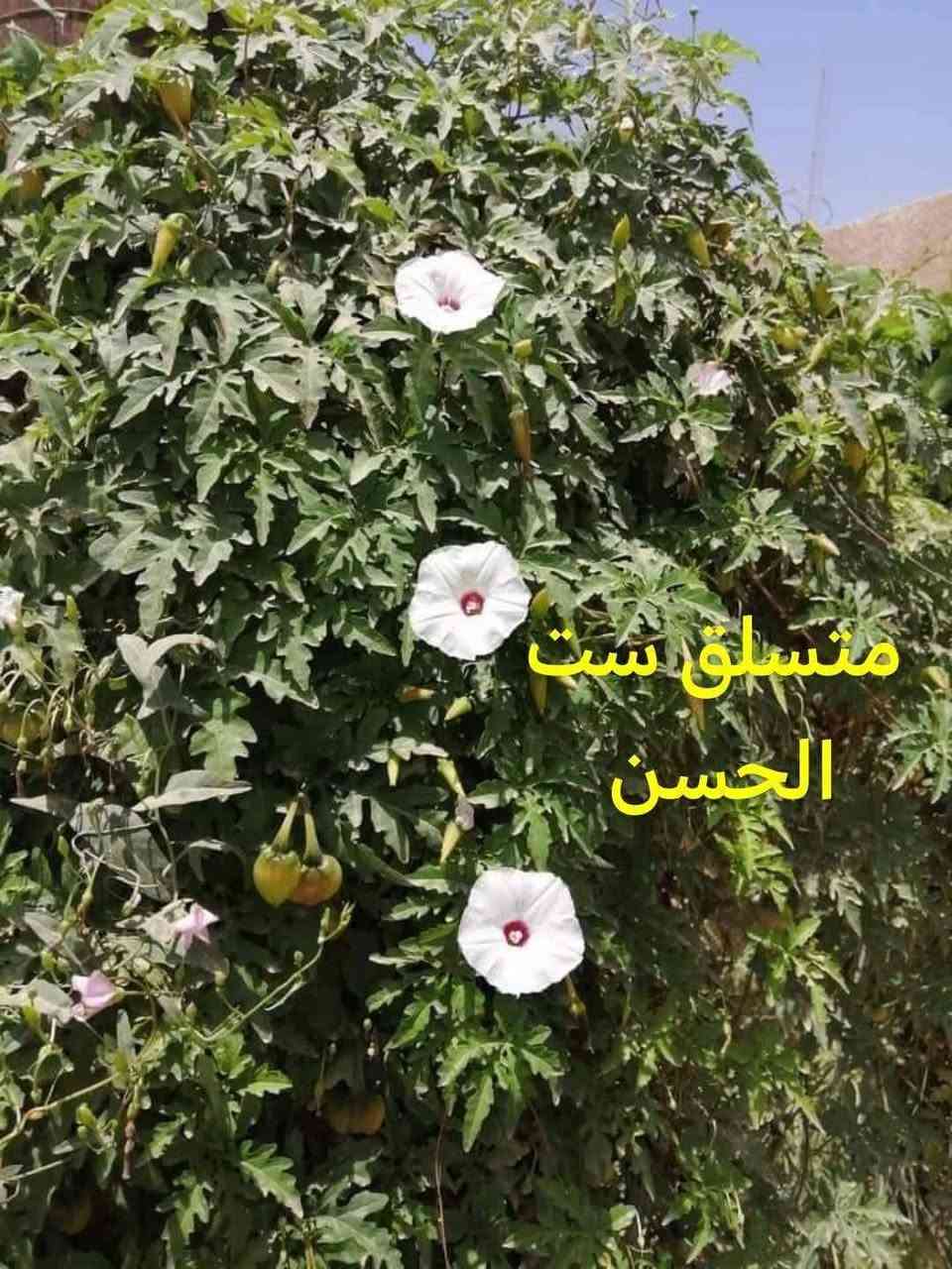 متاح لدينا بذورها بذور و شتلات نبات ورد متسلق ست الحسن أبيض الازهار دائمي متحمل الضروف المناخيه ونبات جميل و سريع النمو أزهارها بيضاء بوقيه الشكل يكاثر بالعقل والبذور والترقيد ويزرع الان

لطلب والحجز واتساب *********** السماوه أو مراسلة الصفحه يوجد خدمة توصيل طلبات داخل السماوه ولكافة المحافظات لباب البيت أنواع البذور الاستوائية النادره
