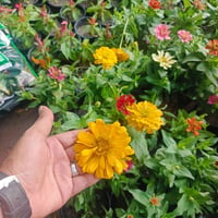 مشتل النورين • واسط صويره • توصيل صويره