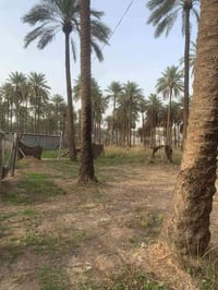 بعقوبة شفته • ٣٠٠م • ماء أساله وكهرباء