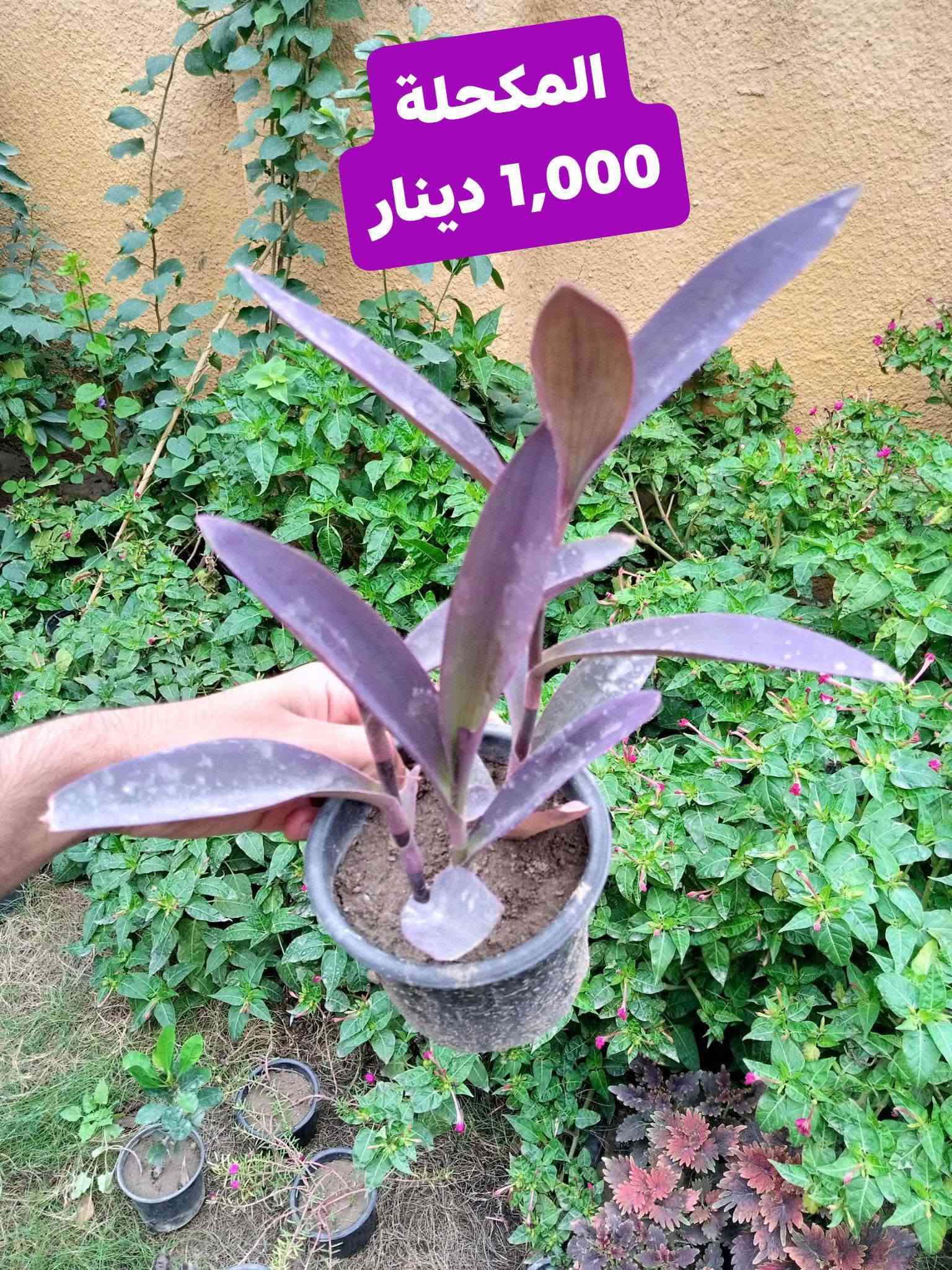 زرعات • مشتل زهور الجنة • توصيل الحسن العسكري