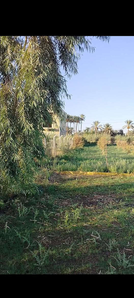 السلام عليكم 
واحد دونم للبيع 
 طابو زراعي سند 25 اليوسفية منطقة البوعامر الشارع الثالث واجهة 36 متر 
الارض مخدومة بالكامل ماء اسالة كهرباء ماء سقي على الشارع مباشرة جودة الارض جيدة جدا مزروعة اشجار ومخدومة 
للاستفسار الاتصال على الرقم
***********
