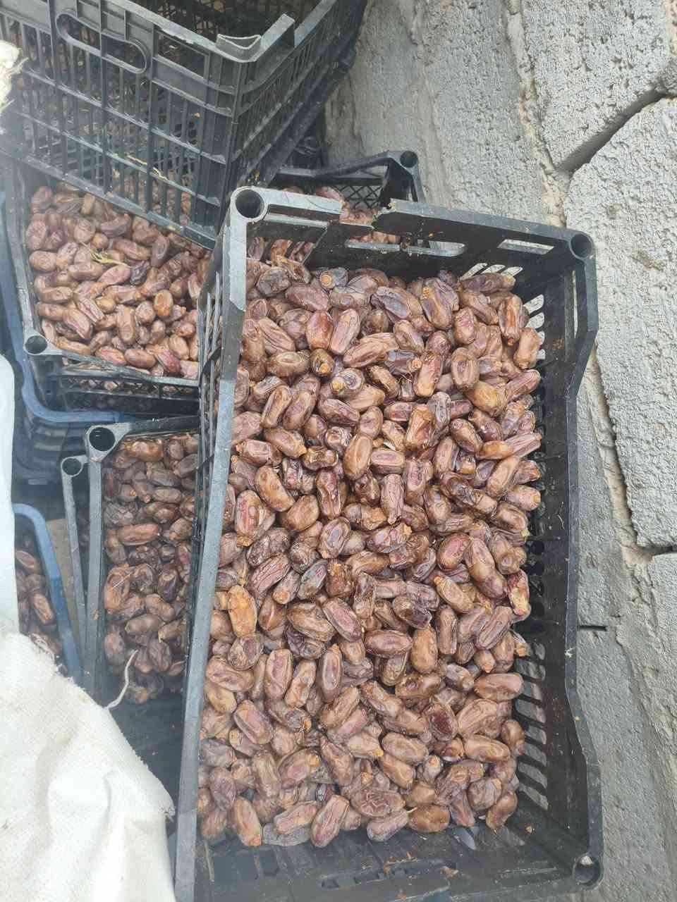 تمر شكر • درجه اولى • ملكوط وجهاز