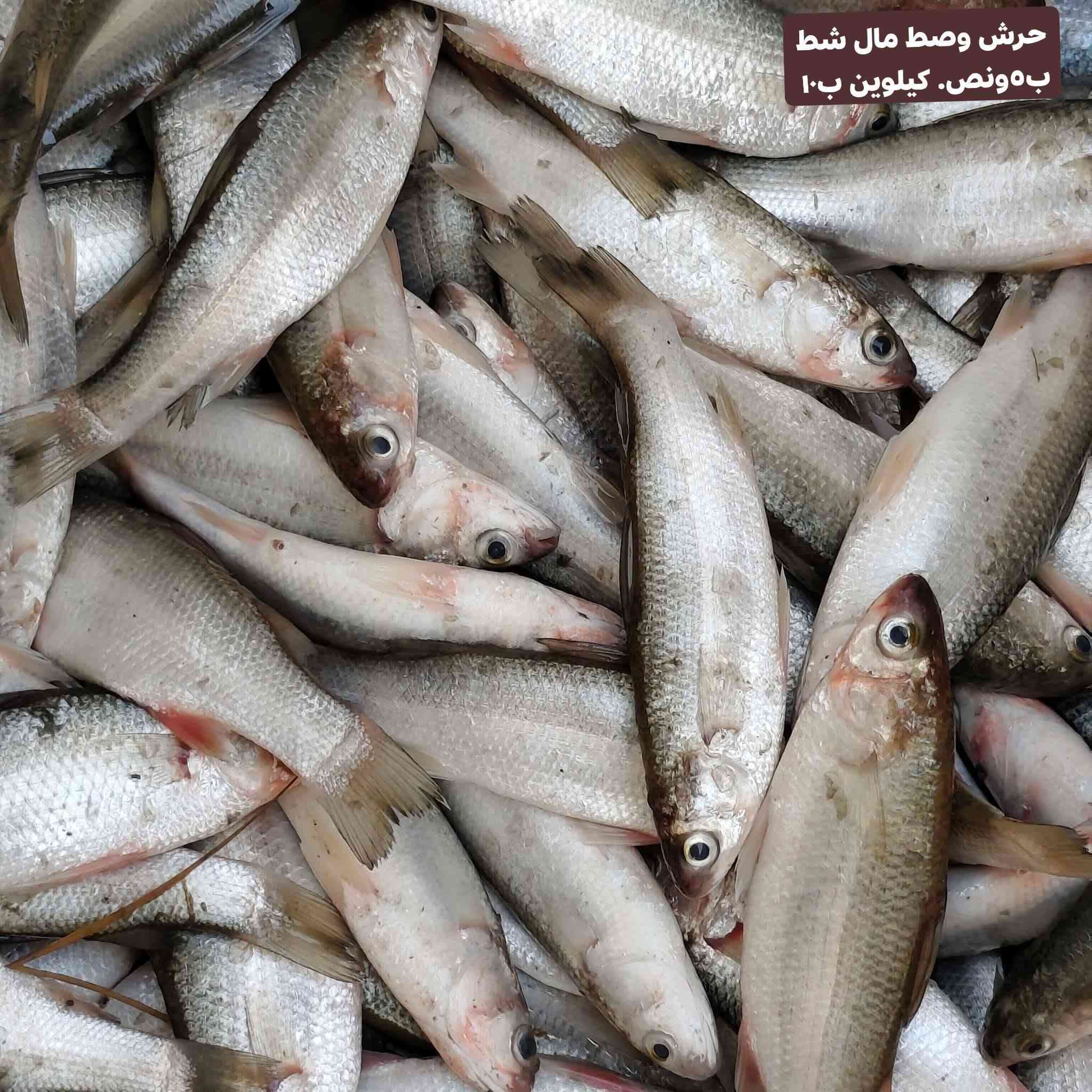 سمك • تنظيف مجاني • توصيل السماوه