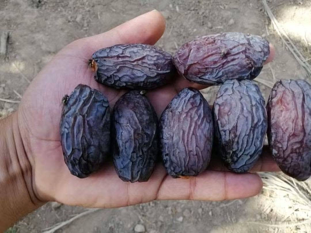 فسائل مجهول احجام خير من الله سعر الفسيله 125// ***********//***********
