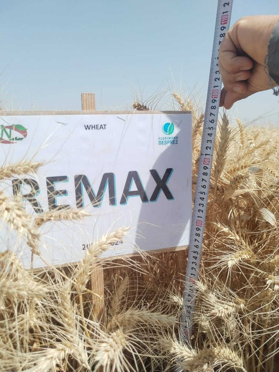 الحنطة • الوفية مغلف • ريماكس مبكر