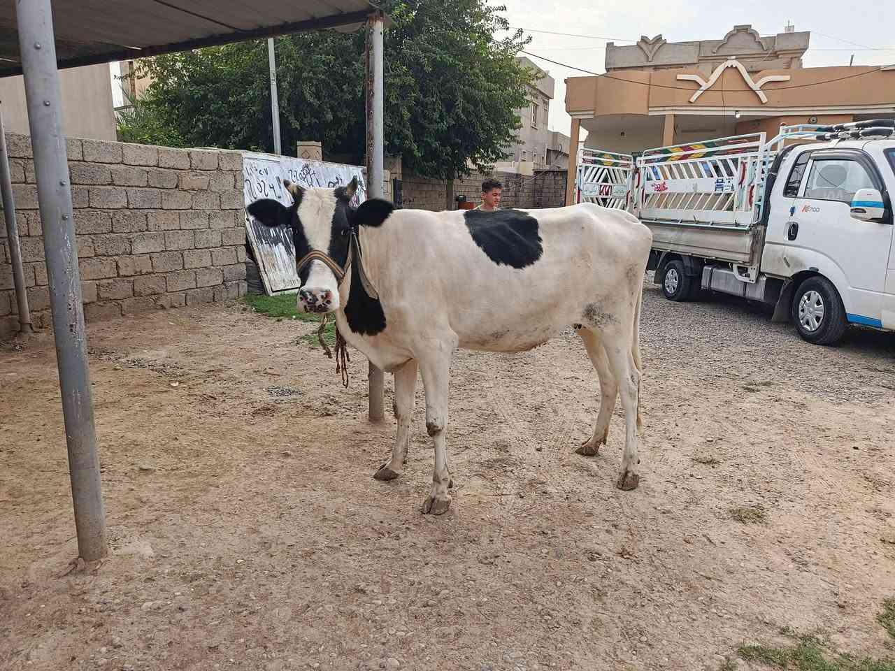 بقرة فريزن • حامل ٧شهور • الشركاط قريت الحوريه