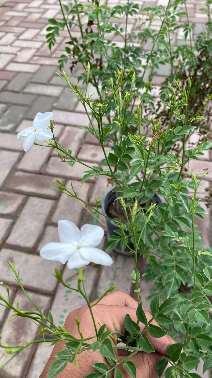 جهنمية بنفسجية • ياسمين عراقي عطري • توصيل محلي