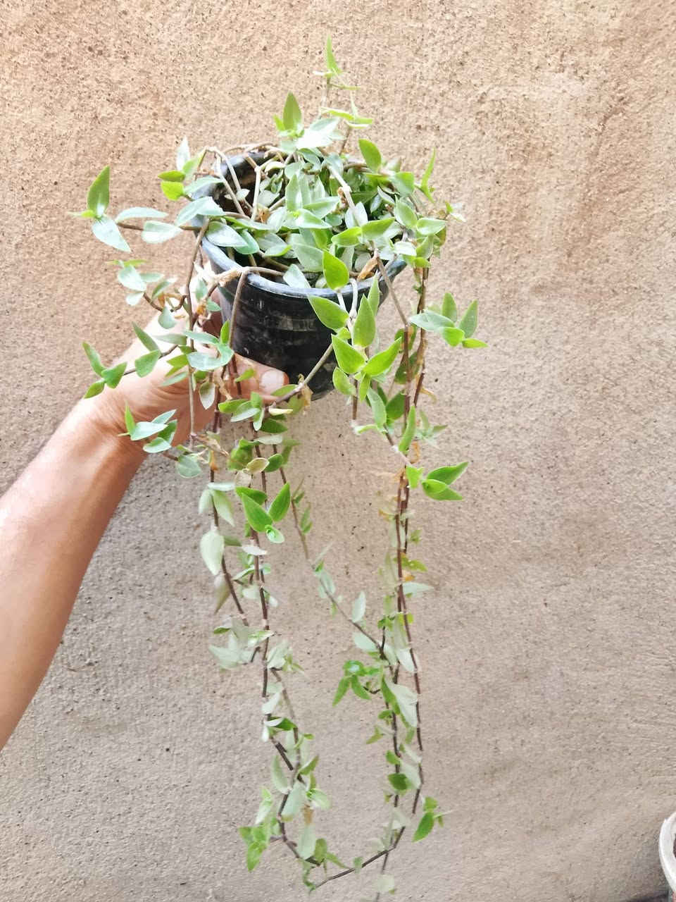 متاح نباتات حجم صغير ب 3 واكو حجم كبير ب 5 و7
