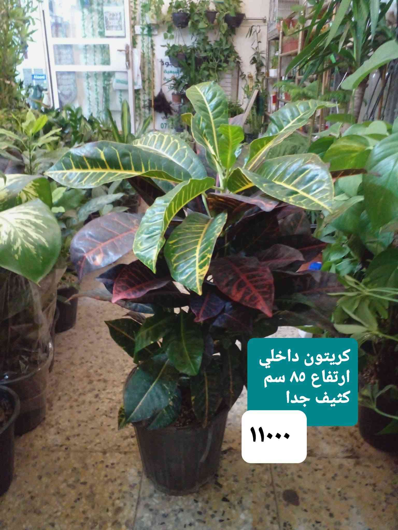 سلام عليكم
عرض نباتات داخلية كثيفة ..
عرض بتموس السلسبيل  15 L
فقط ب ٥٠٠٠
عصا موسى 
١٢٥٠....١٧٥٠....٢٠٠٠...٢٥٠٠
موقعنا ..
بغداد ..حي العدل ..شارع الأسواق المركزية ...مقايل مدرسة الأرض السعيدة ...داخل قيصرية عباس 
للحجز او الإستفسار 
المسنجر أو الواتسآب ●***********●

نص مكتوب في الصور:
- اريكاريا داخلية ارتفاع متر ٨٥٠٠
- أراليا داخلية خارجية بالظل ارتفاع ٧٠ سم كثيفة ٧٠٠٠
- بلبلب مرمري
- ٥٠٠٠
- جلونيما خضراء خشنة ٨٥٠٠
- ١٢٥٠٠
- جلد النمر
- ارتفاع ١٢٠ سم
- زاميا داخلي كثيفة ارتفاع 65 سم ١٤٥٠٠
- يوكا هولندي
- أحادي ارتفاع ١٥٠ سم
- ١٤٠٠٠
- یوکا ثلاثیة ارتفاع ٧٥ سم ١٣٠٠٠
- كريتون داخلي ارتفاع 85 سم كثيف جدا 11000