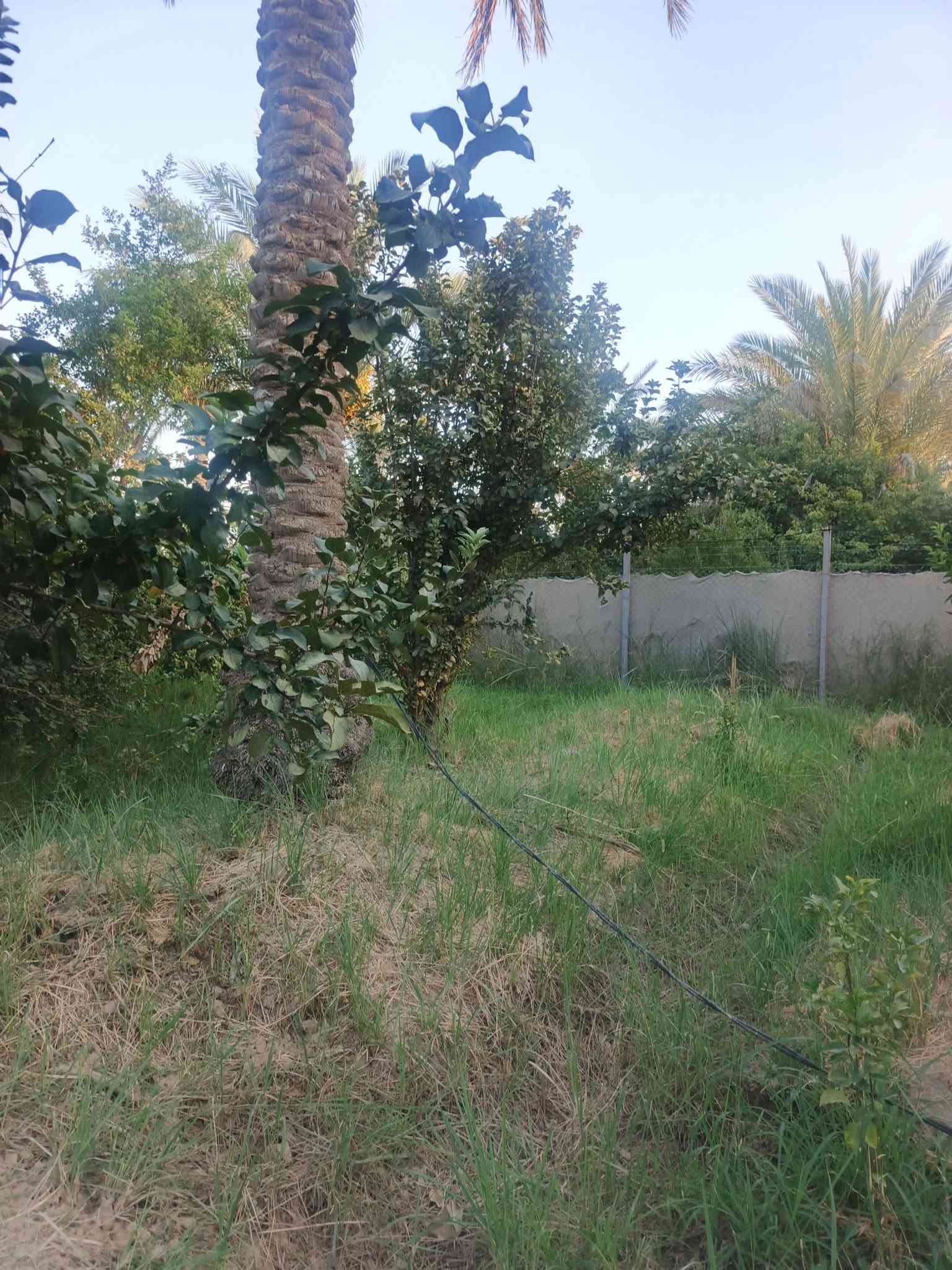 الراشدية العراكنة • ١٨٠٠م • سند ٢٥