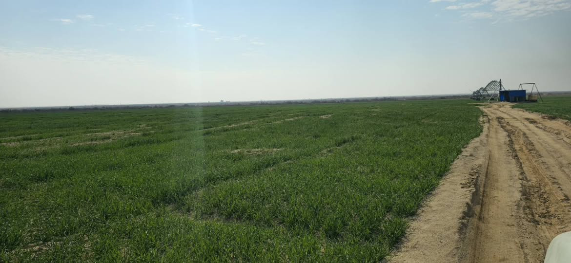 مرشة محورية • ٨٠ دونم • بحر النجف