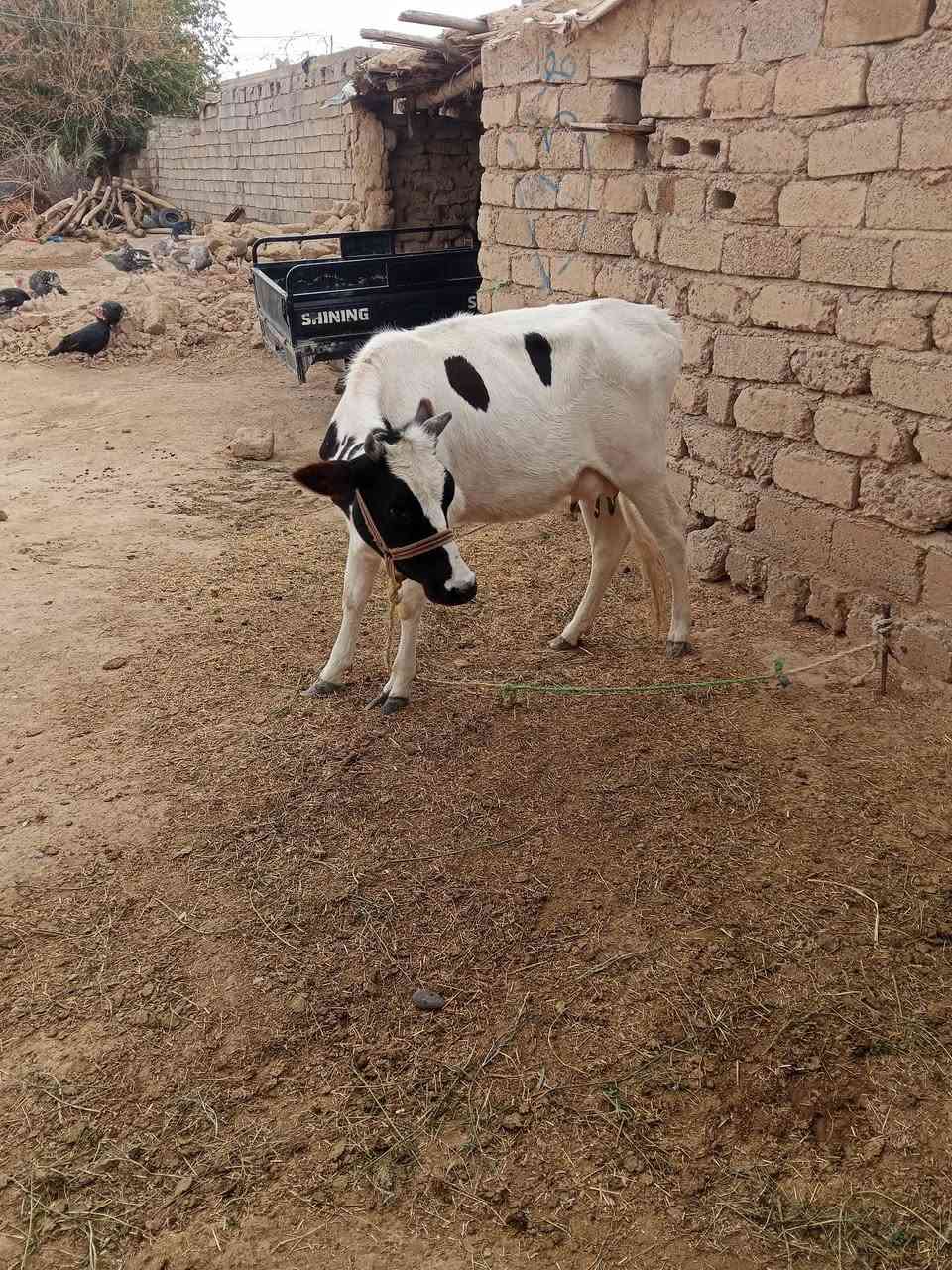 بجر • أول بطن • للبيع