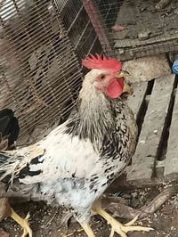 دجاج شوكيات • قريب تبيض • ديوك للبيع