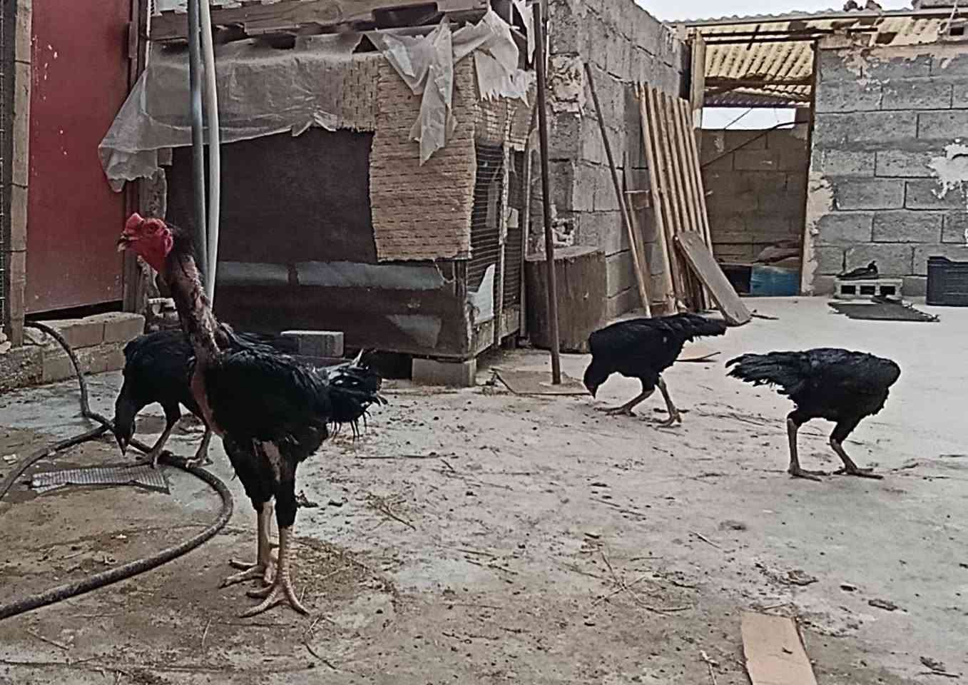 صيصان • أسود • عمر ٥ أيام