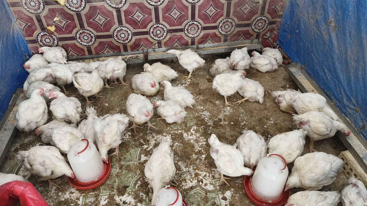 دجاج البركه 

لعبيدي شارع عشرين لبيع دجاج لحي على كيلو

يكون تقطيع على طلب زبون

***********
