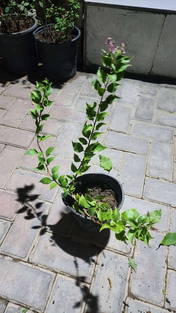 نباتات زينة • جور كردي • جور هولندي