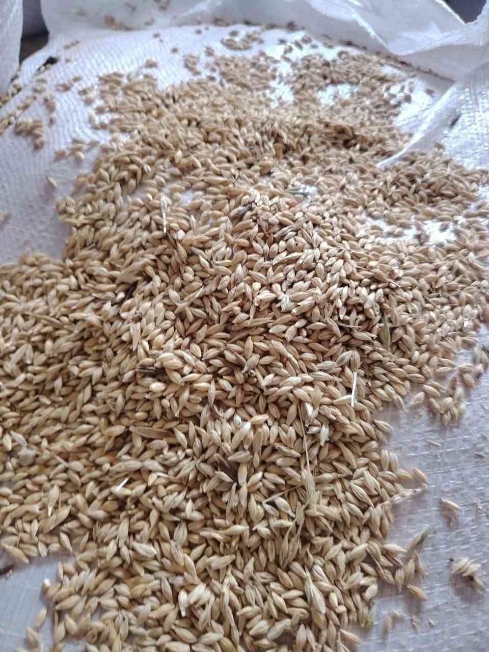السلام عليكم متوفر شعير عراقي درجه اولا بذور العنوان واسط قضاء الصويره الرقم ***********
