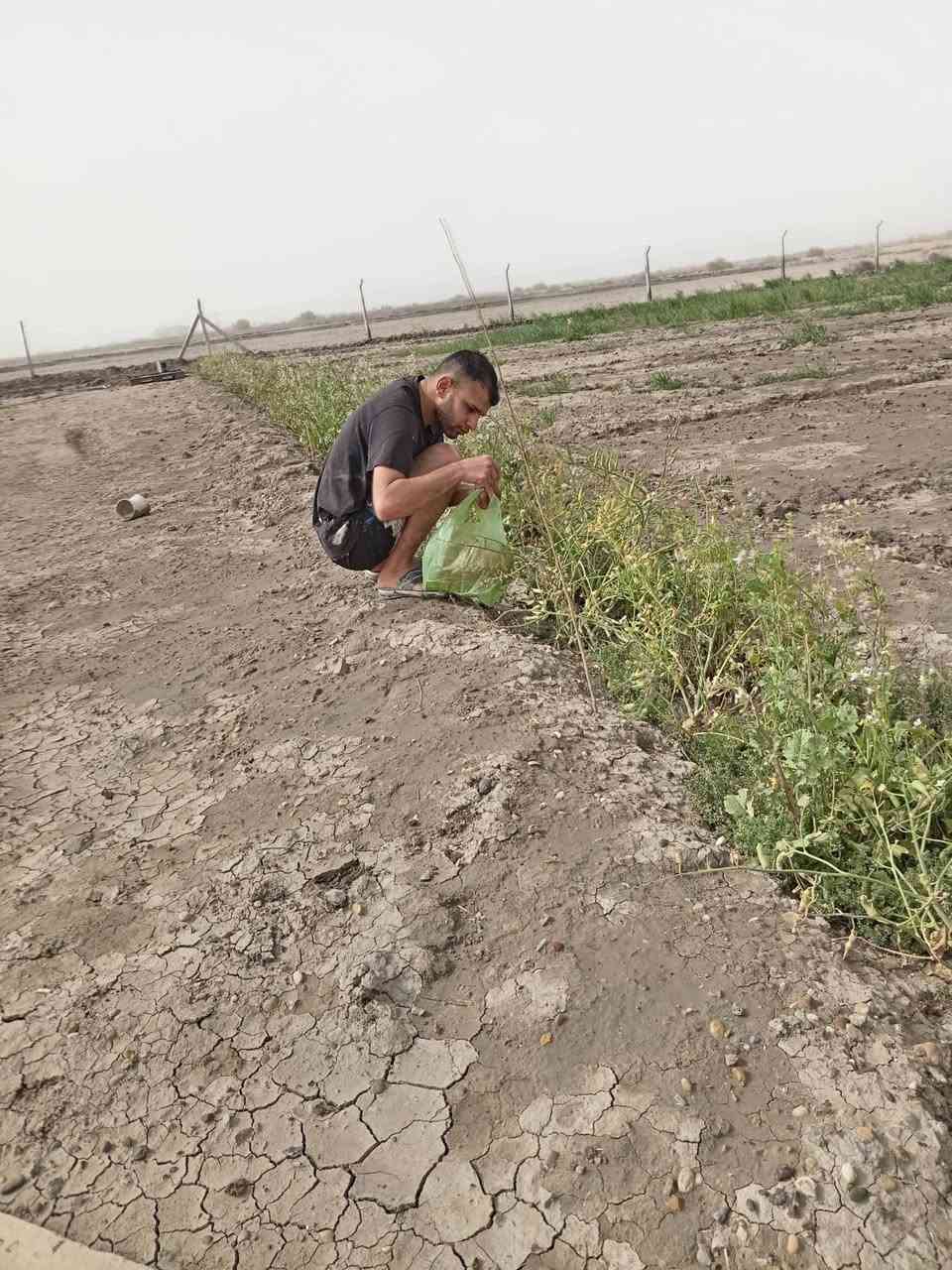 الشيخ عامر • دونم • صك سند ٢٥