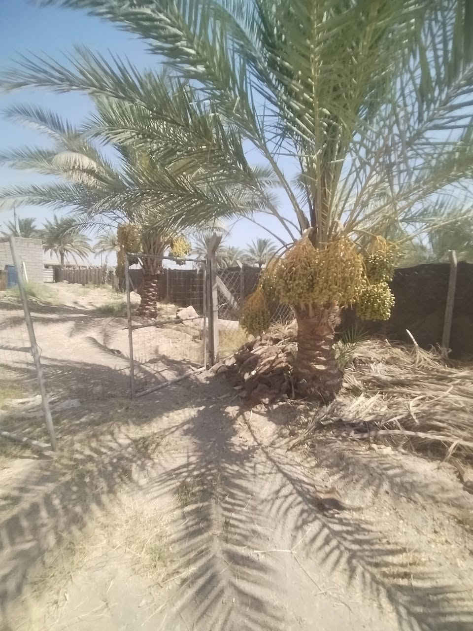 السلام عليكم 
كاع 3 دوانم سند 25 للبيع من ضمنهه بيت 200 متر وحديقه 300 متر بناء جديد الكاع بيهه 70 نخله واشكال الفواكه والتمر بل حديقه مي اساله ومي سكي كهرباه فول مولد شارع تبليط للباب اقرب نقطه داله (قرب مجمع الكوثر) السعر 300 مليون وبيهه مجال 
الرقم (***********)
( ***********) مكلف بل نشر
