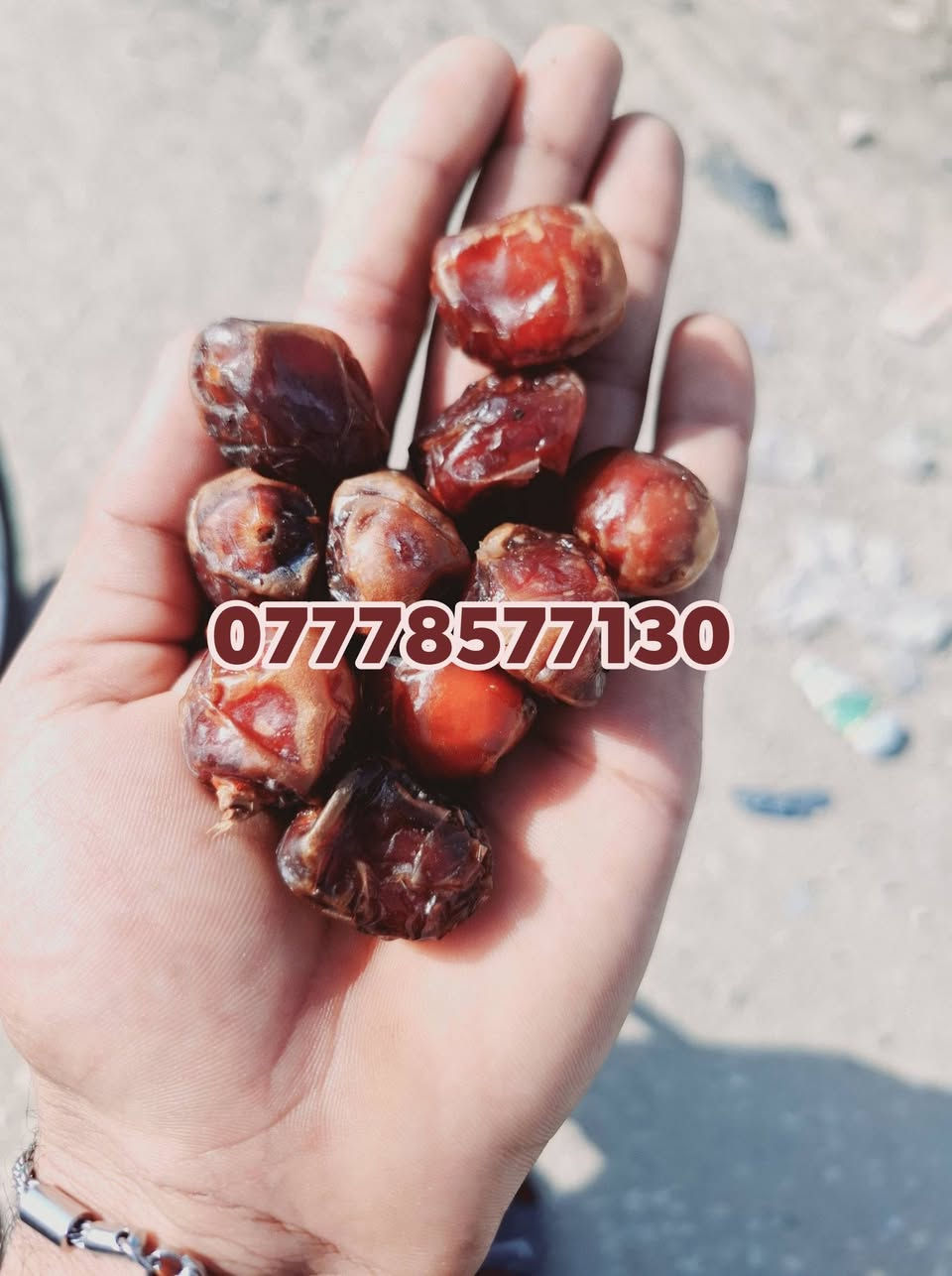سلام عليكم يتوفر لدينا فسائل جوزي قزمي ***********
