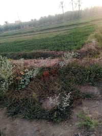 جزيره البوذياب • طابو زراعي • ماء وكهرباء