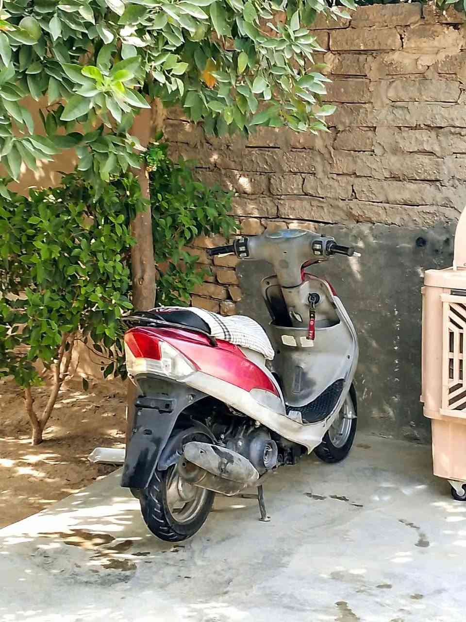 ماكس منغولي • معدل فول • مكينه ناعمه